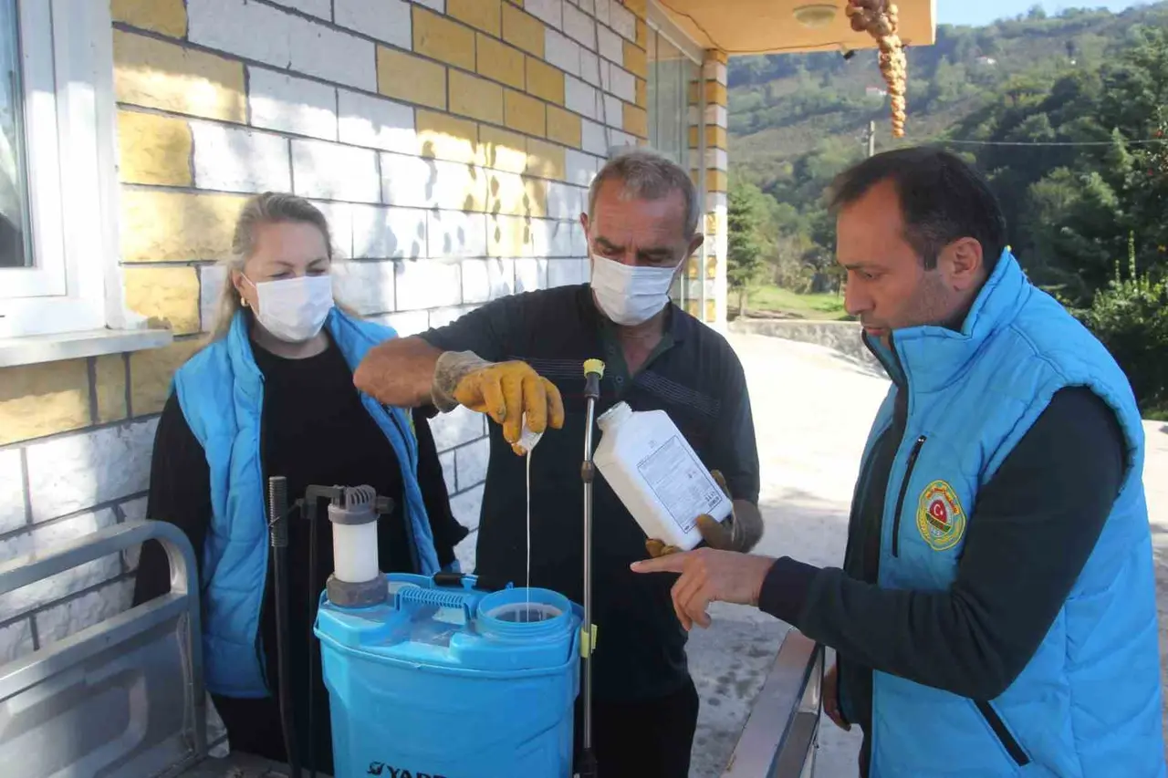 Ordu’da kahverengi kokarcayla mücadele