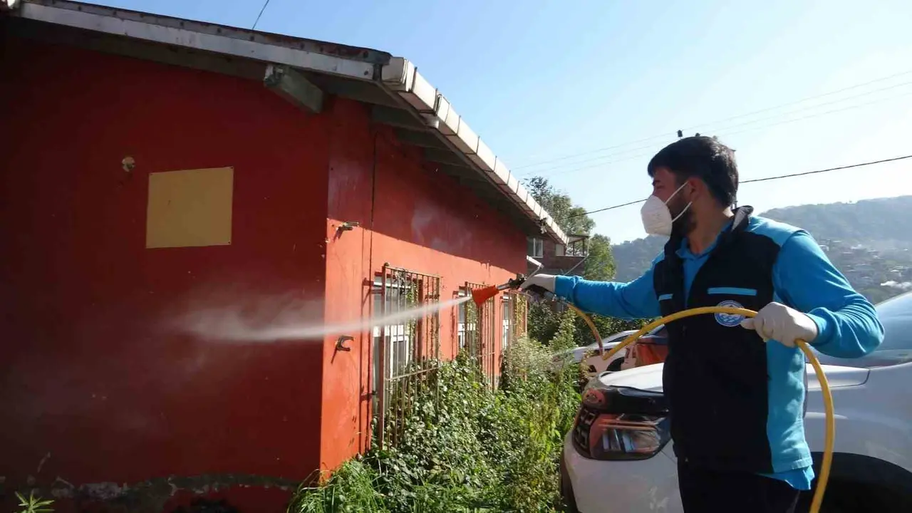 Trabzon’da kokarcaya karşı seferberlik sonuç veriyor, kokarca popülasyonu azalıyor