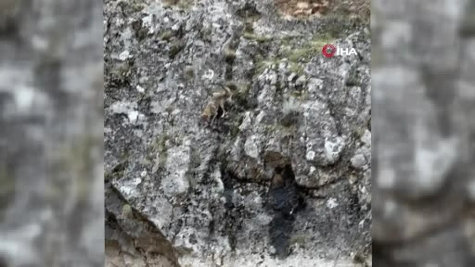 Erzincan’da kurtlarla yaban keçilerinin amansız mücadelesi kamerada