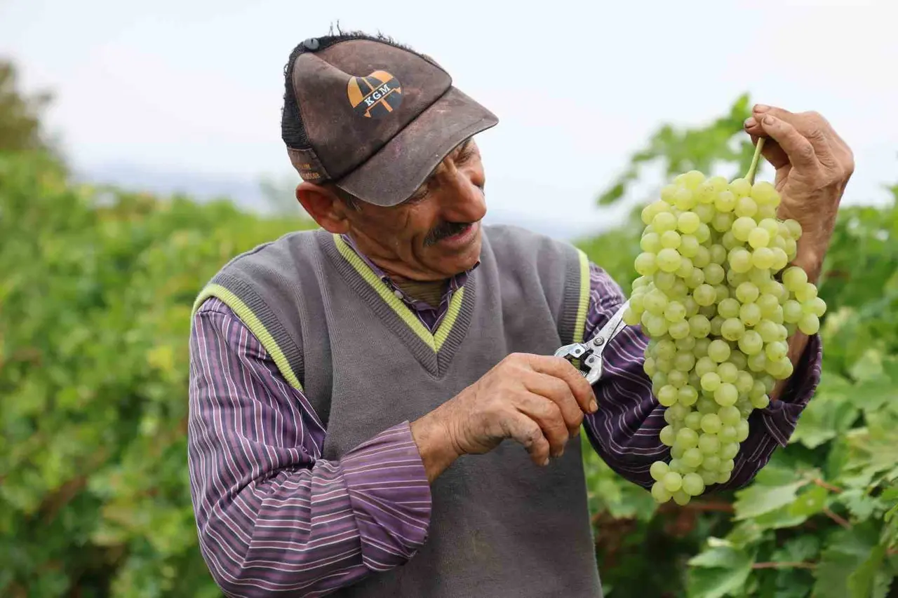 Tescilli üzümde hasat devam ediyor: 80 bin ton rekolte bekleniyor