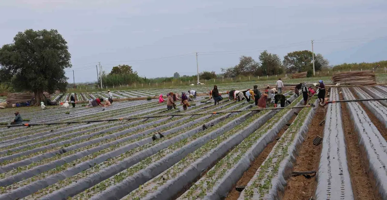Aydın’da çilek üreticisi yeni sezon dikimlerine başladı