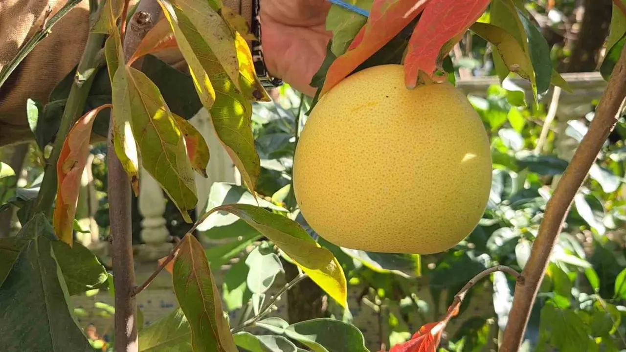 Ağaç kavununa benzeyen pomelo Karadeniz’de meyve verdi