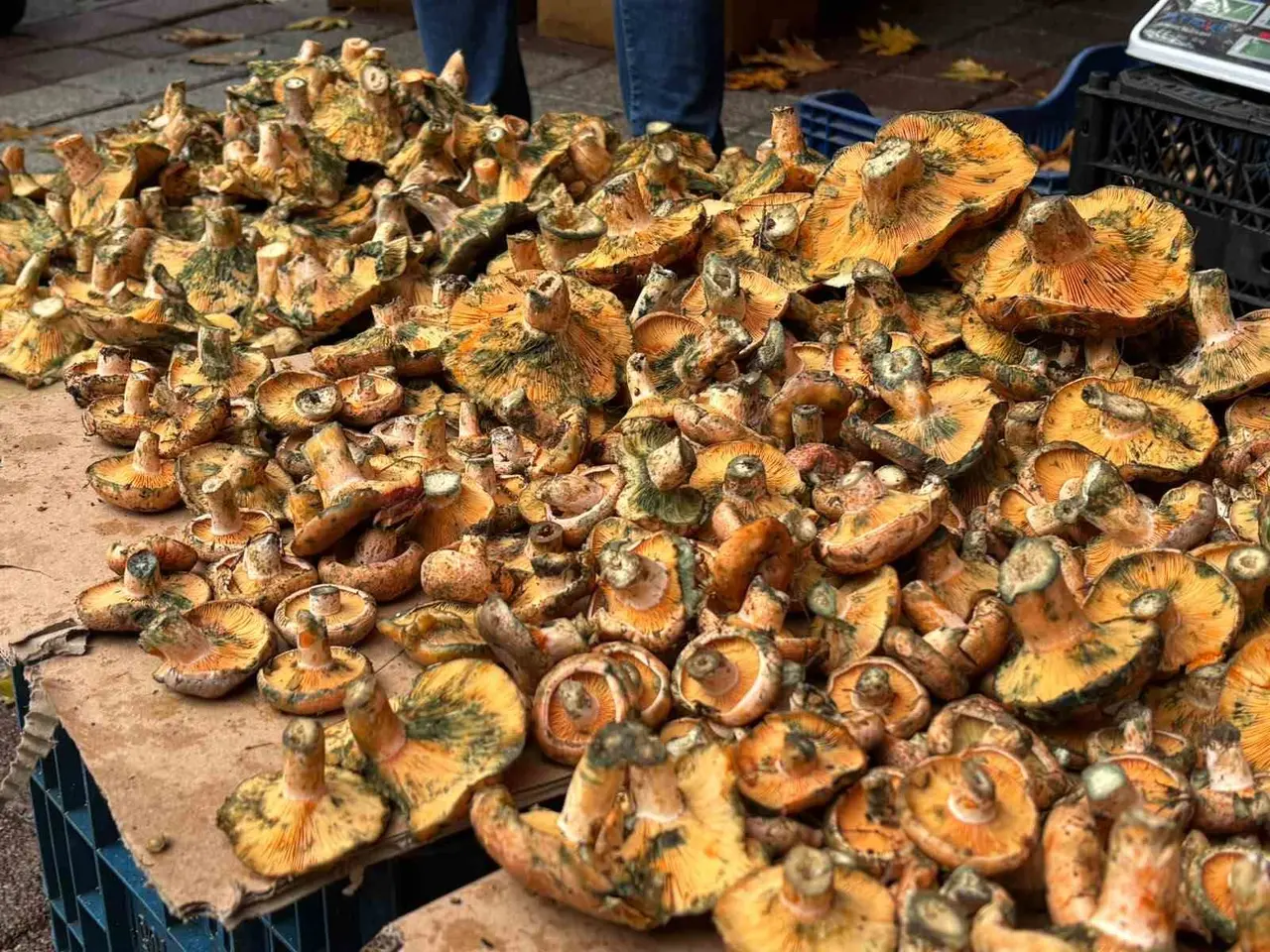 Tavşanlı’da melki mantarı hareketliliği başladı
