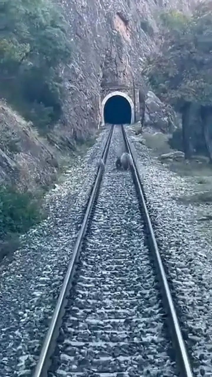 Tren yoluna çıkan ayılar panikle kaçıştı