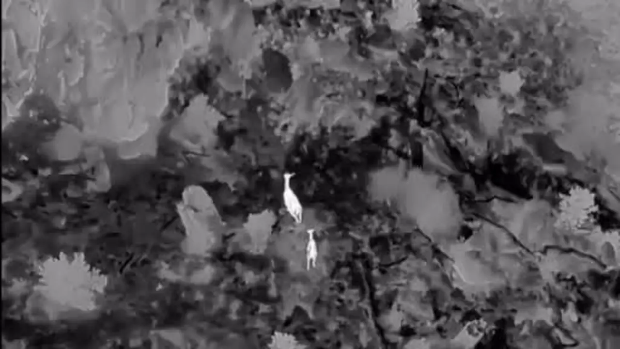 Akdağ’da kızıl geyikler termal dronla görüntülendi
