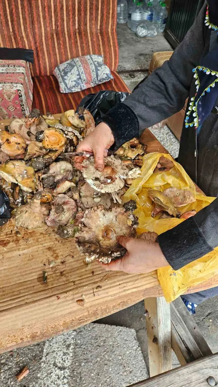 Andırın dağları mantarlarla doldu