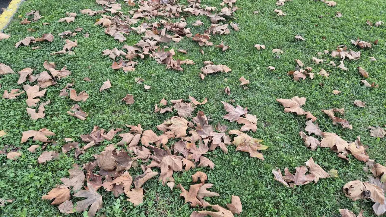 Tekirdağ’da sonbaharın renkleri yere düştü