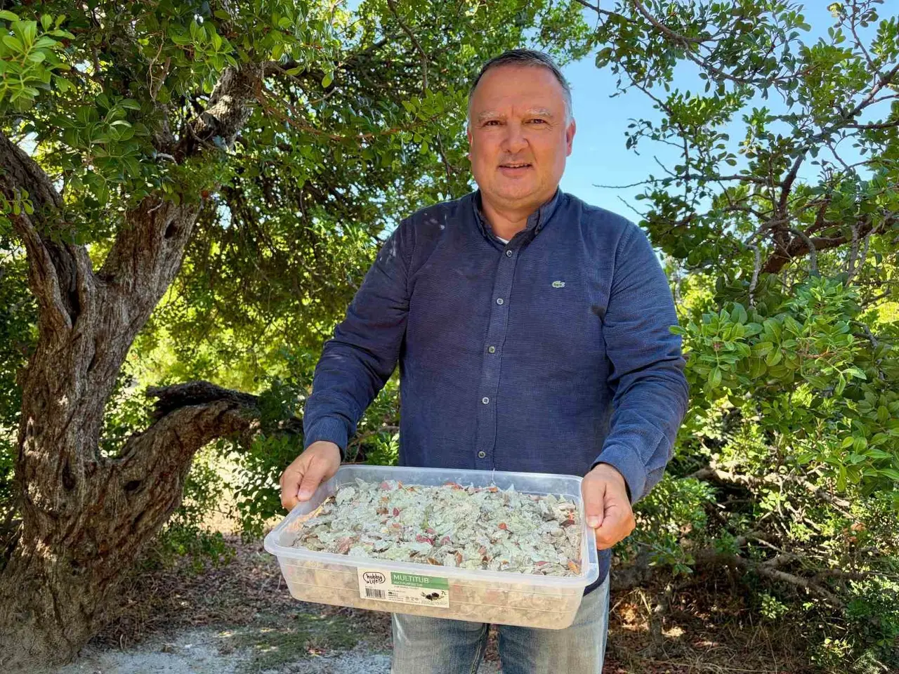 Damla sakızında hasat heyecanı: Kilosu 50 bin liradan satılıyor