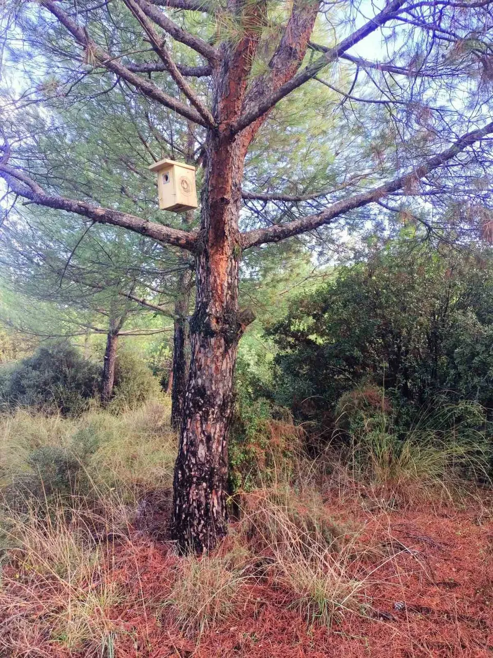 Sarıgöl ormanlarına 120 kuş yuvası asıldı