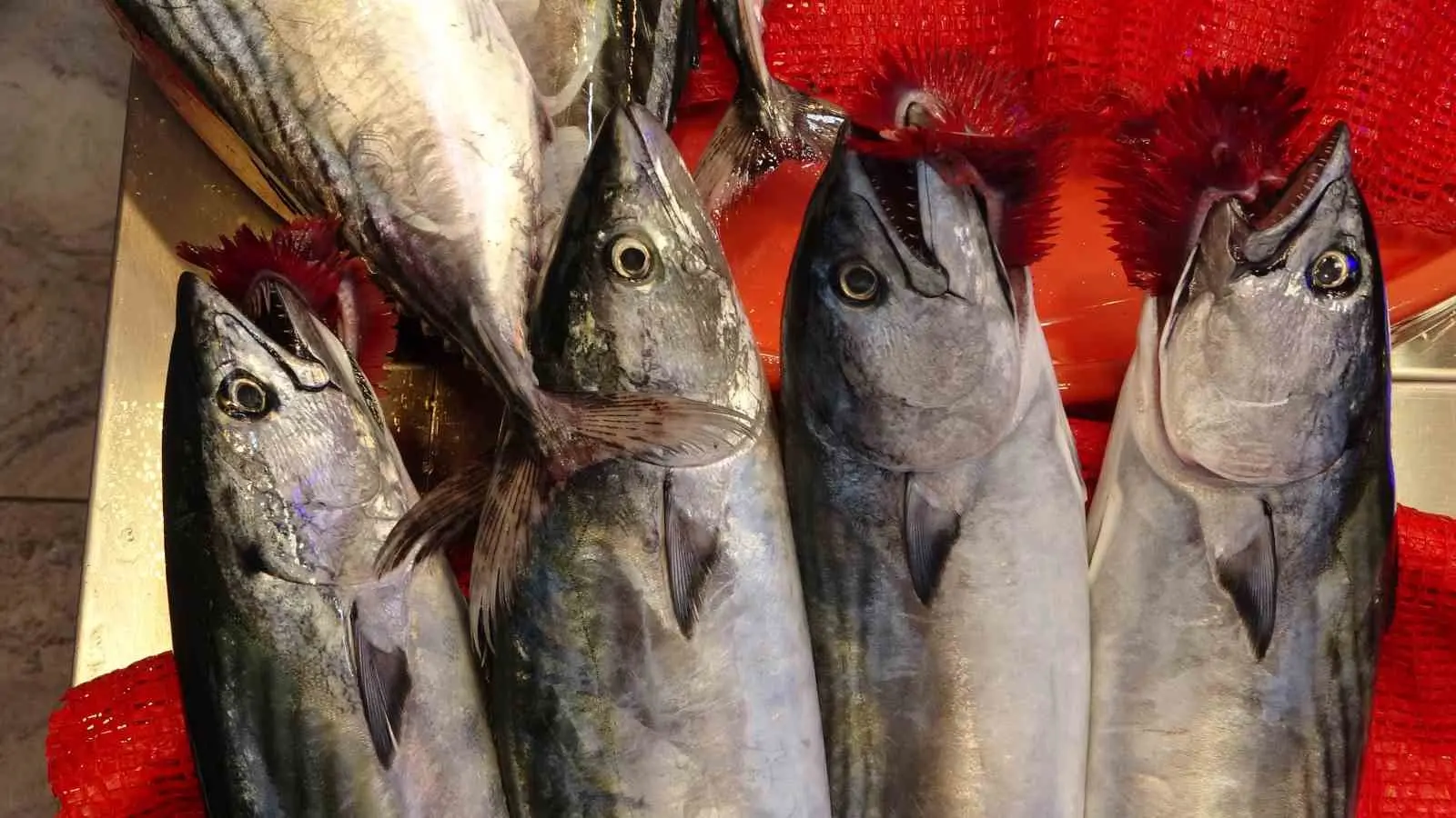 Trabzon’da avlanan palamut miktarı 12 bin kilograma ulaştı