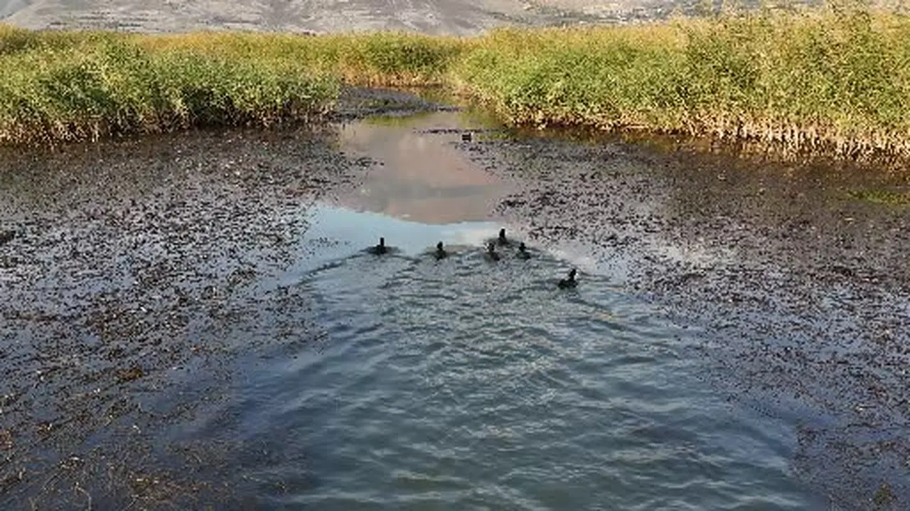 Erzincan’da Kuş Cenneti’nde göç öncesi son görüntüler