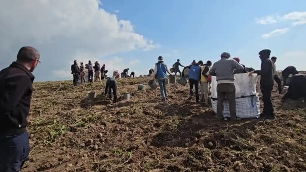 Adilcevaz’da patates tarlalarında ekmek mücadelesi: Mevsimlik işçilerin zorlu mesaisi