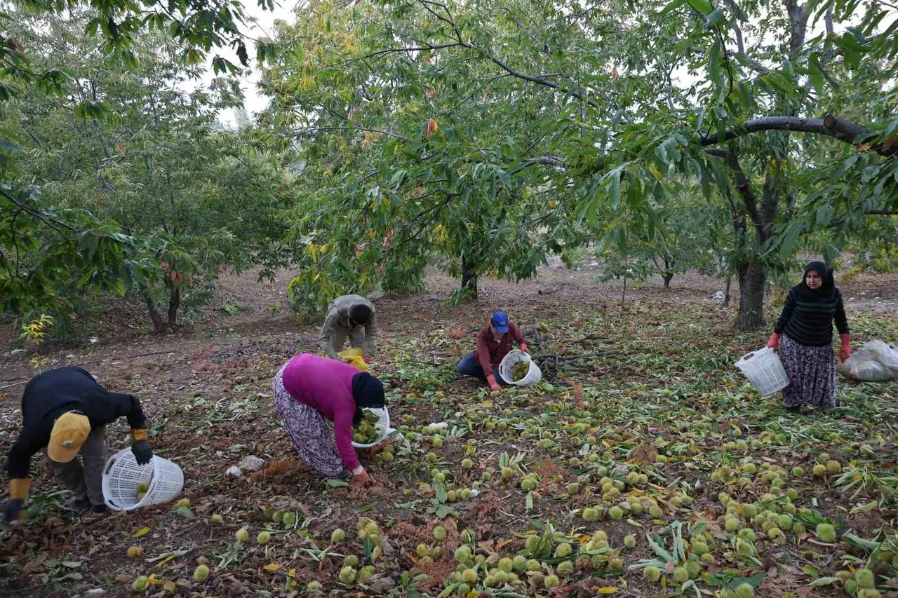 Aydın’da dağlardaki kestane hasadı sona erdi