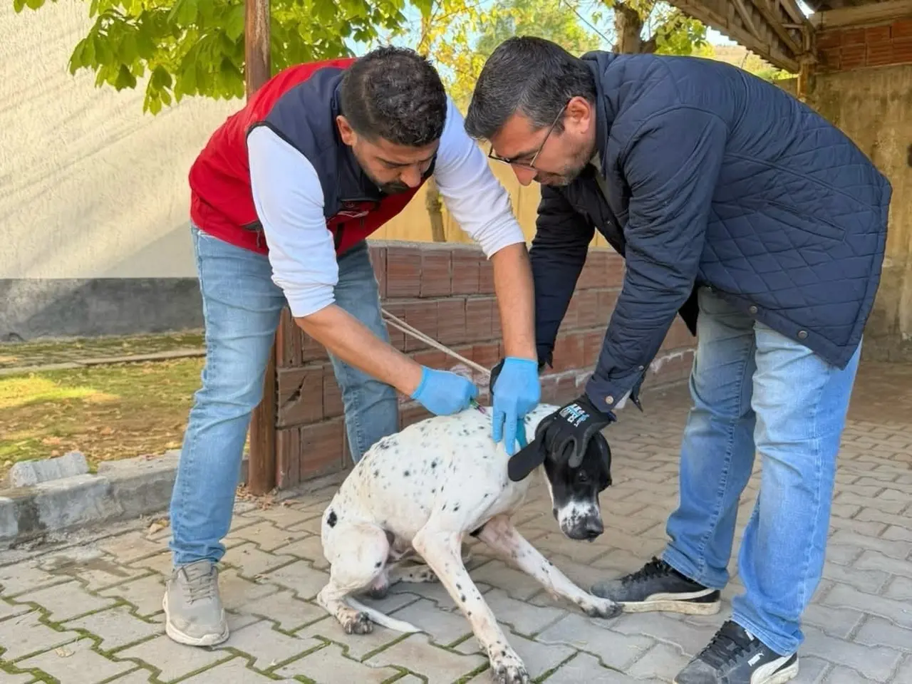 Afşin’de kuduzla toplu mücadele: 230 hayvan aşılandı, 60’ına mikroçip takıldı