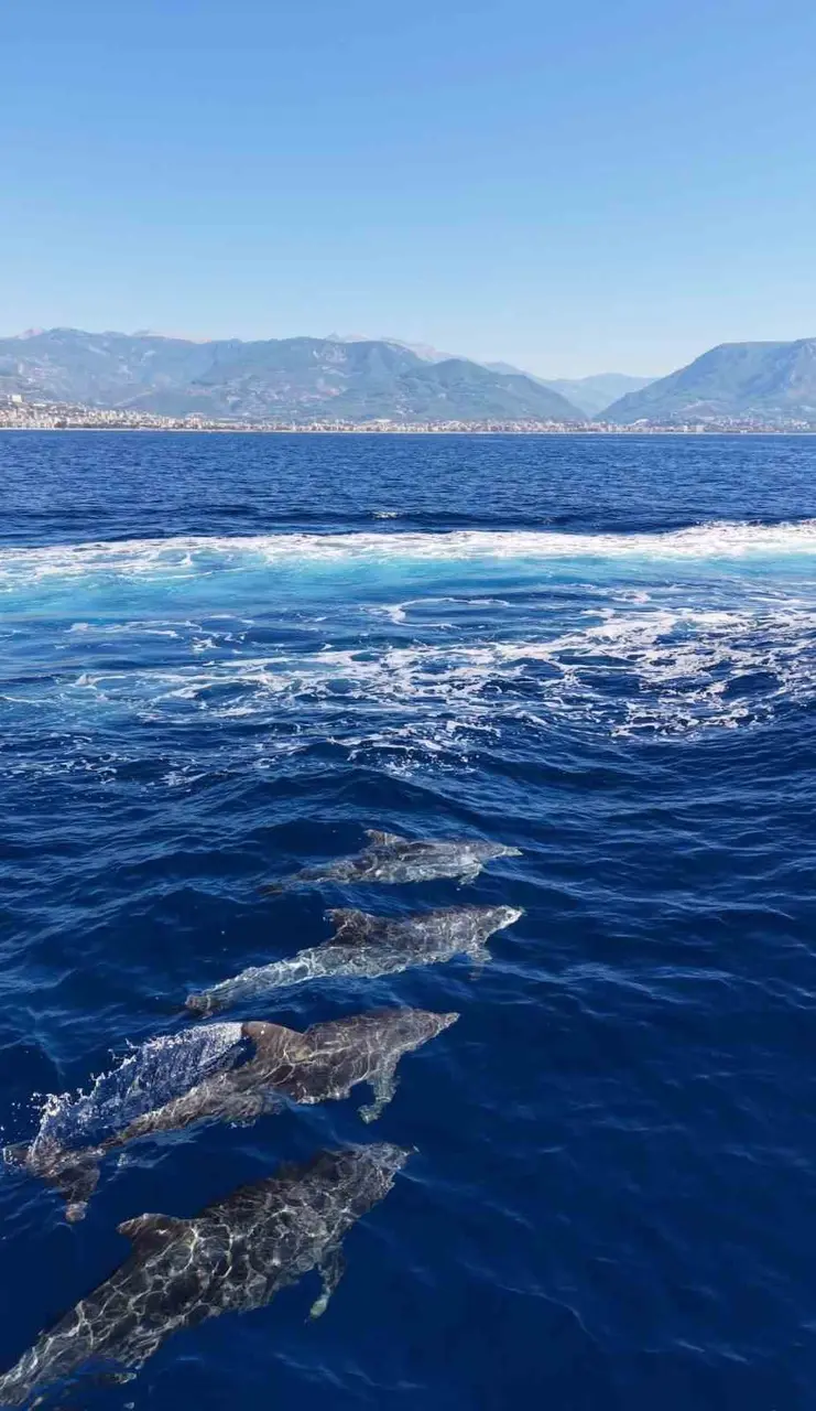 Alanya açıklarında yunus sürüsü dronla görüntülendi