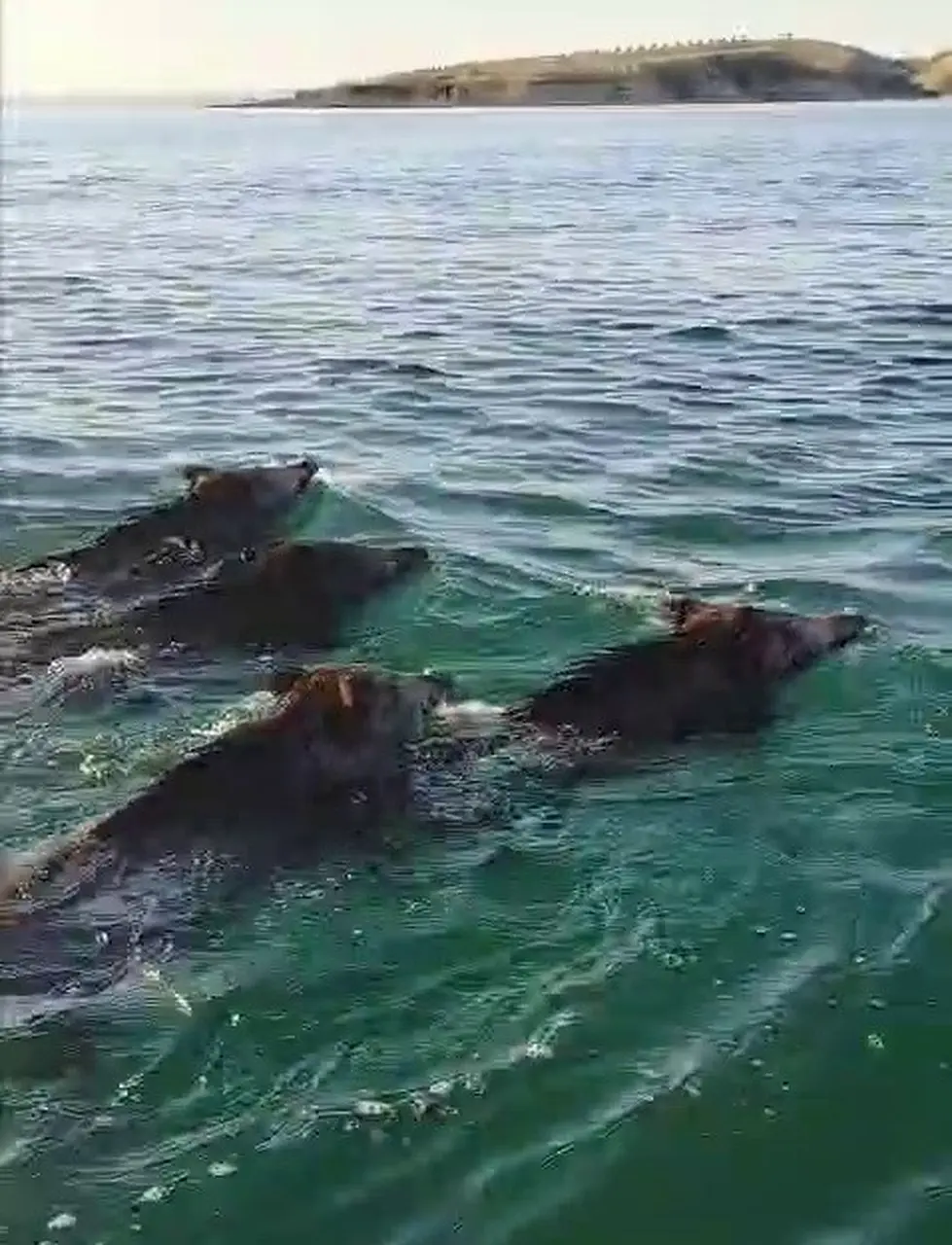Balıkçılara barajda domuz sürprizi