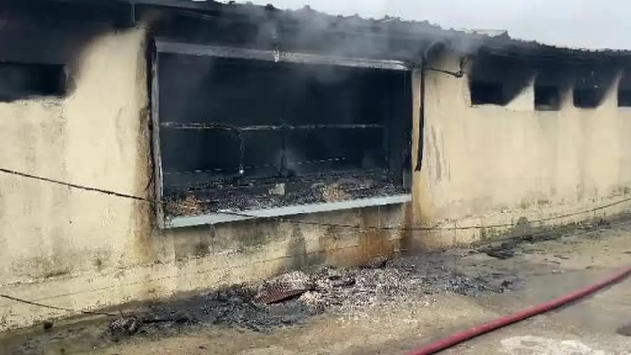 Sakarya’da tavuk çiftliğinde çıkan yangın söndürüldü