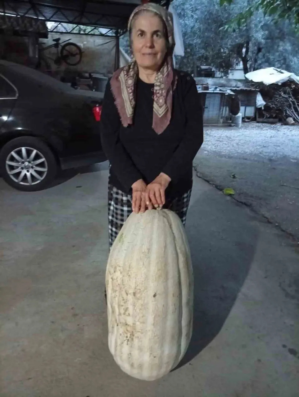 Sarıgöl’de 60 kiloluk dev kabak görenleri şaşırttı