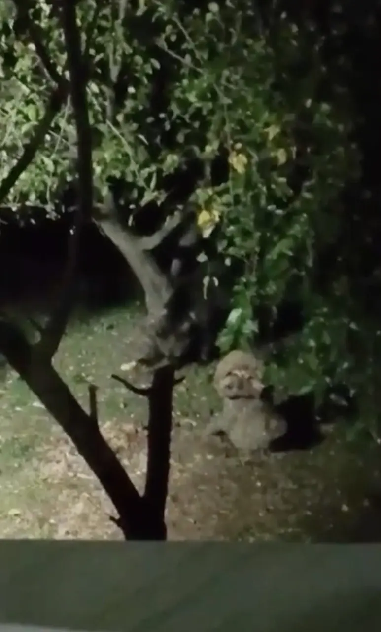 Ayı elma ziyafetine çıktı, ev sahibinin sözleri güldürdü