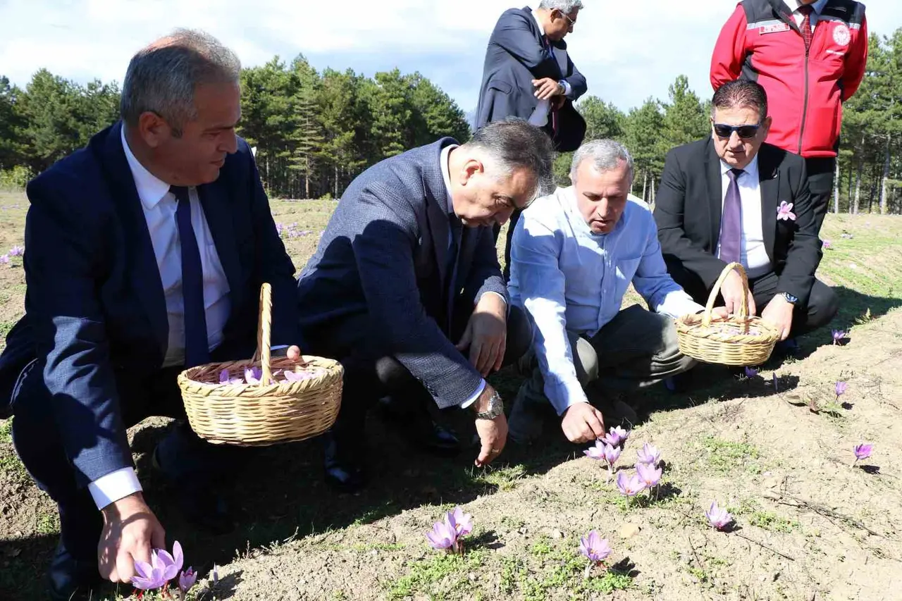 Safranda hasat dönemi