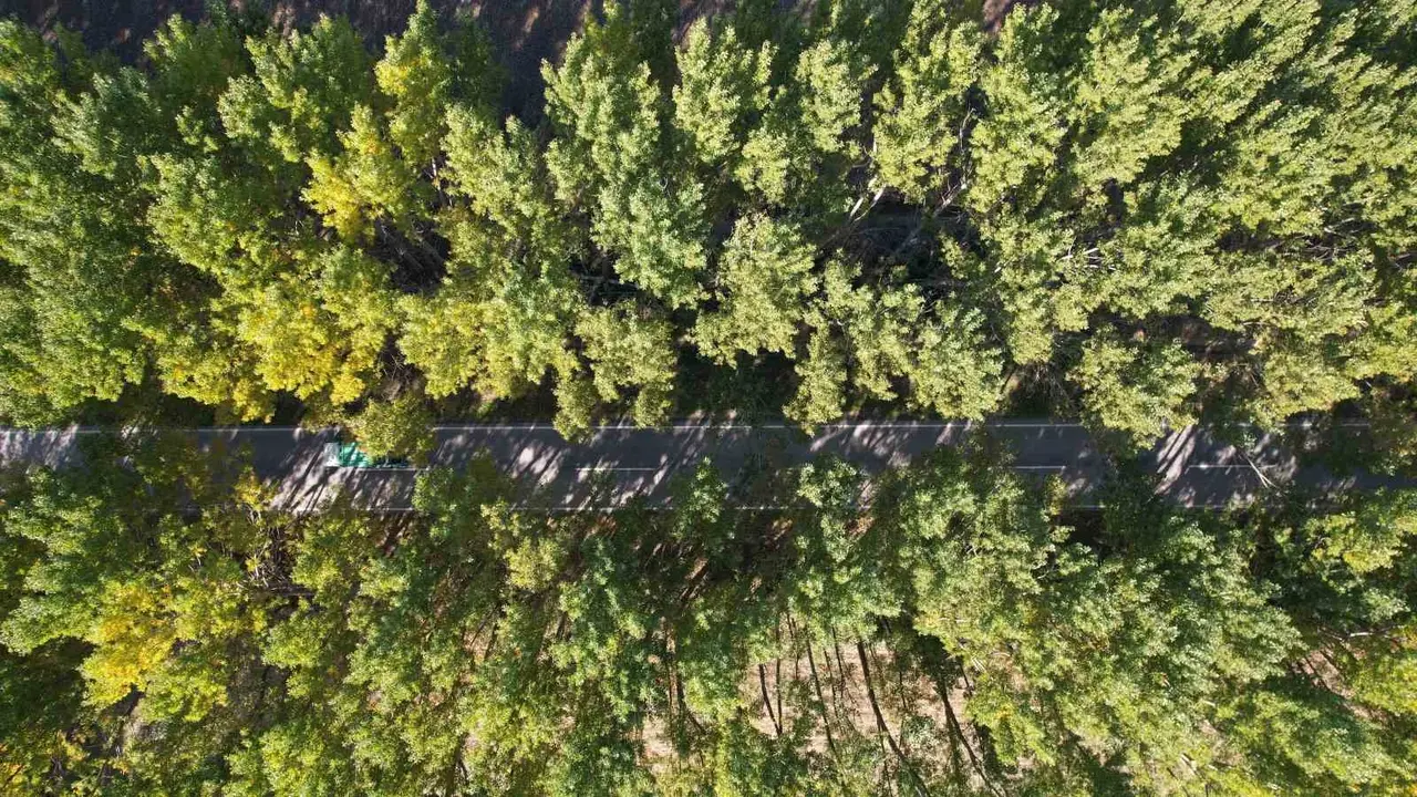 Tokat’ta kavak ağaçlarından sonbahar tüneli