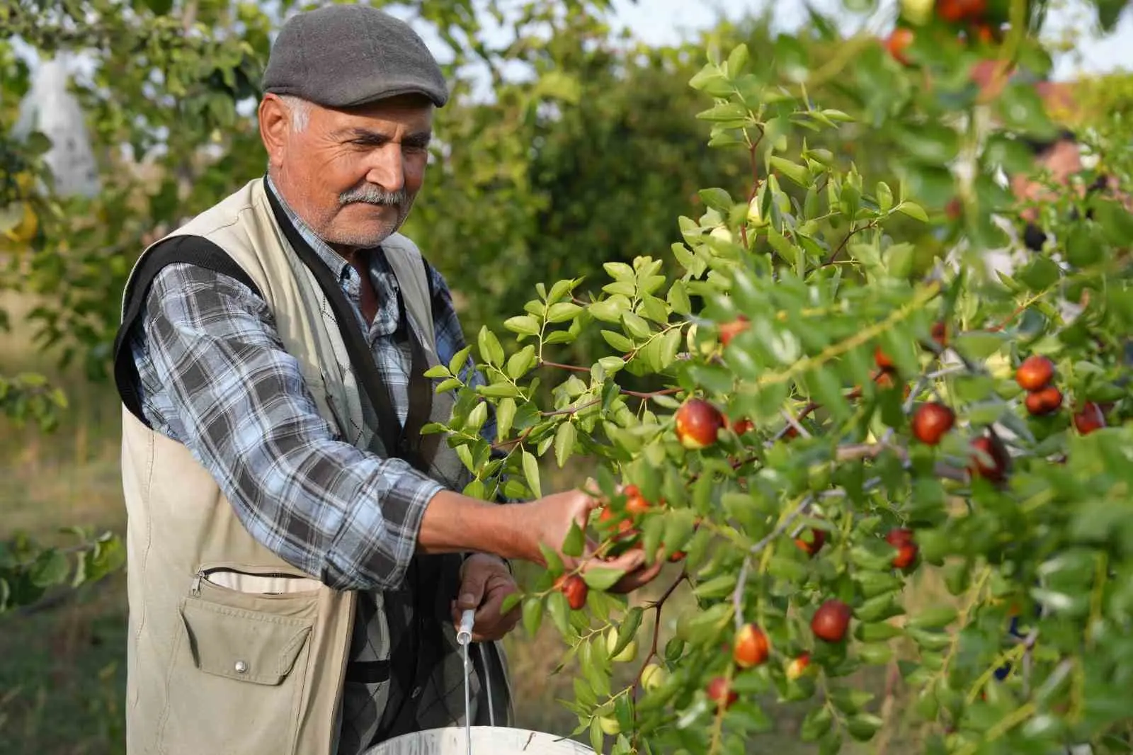 Diktiği fidanların meyvelerini almaya başladı
