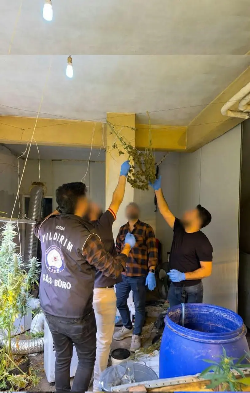Bursa’da kasap dükkanını kenevir serasına çevirdi