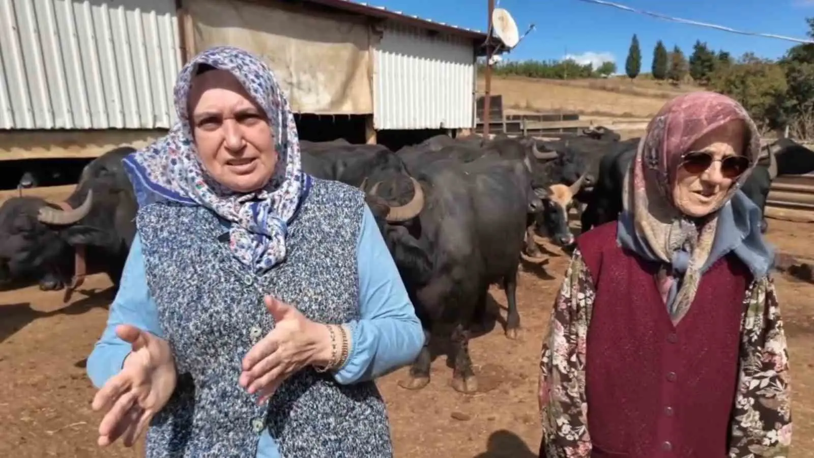 Tekirdağlı kadınların manda mesaisi: Sabah 5’te başlıyor