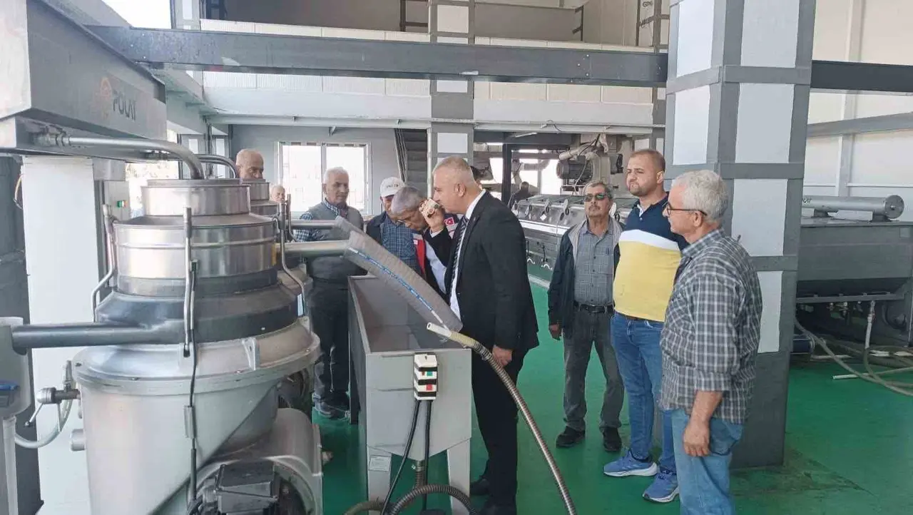Hatay’da kaliteli zeytinyağı üretimi için hasat uyarısı