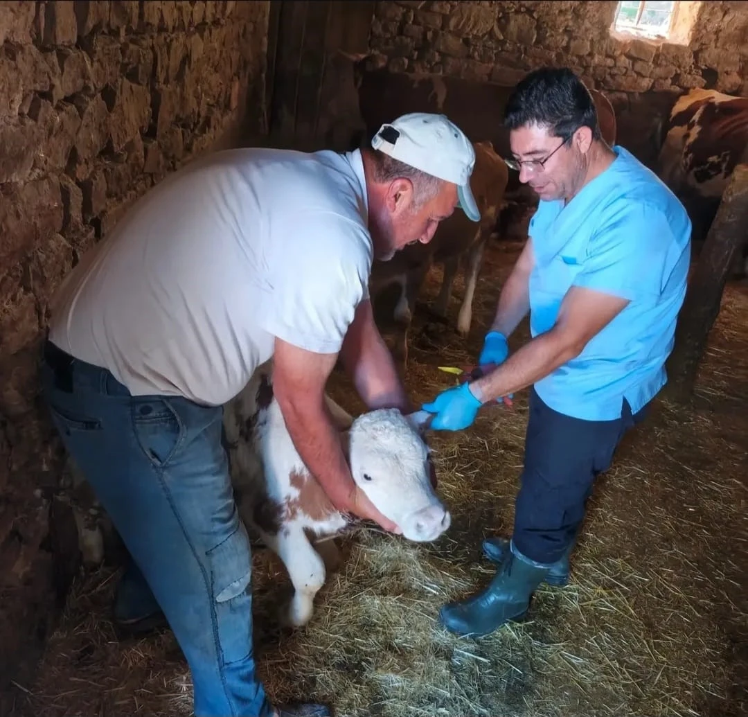 Ağın&rsquo;da b&uuml;y&uuml;kbaş hayvanlarda aşılama ve k&uuml;peleme &ccedil;alışması
