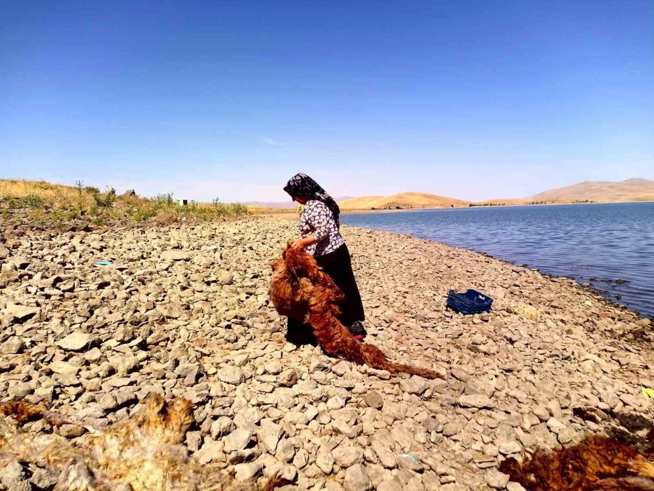 Ağrı’da asırlardır süregelen gelenek: Patnoslu kadınlar, çeyizlik yünleri yıkama mesaisine başladı