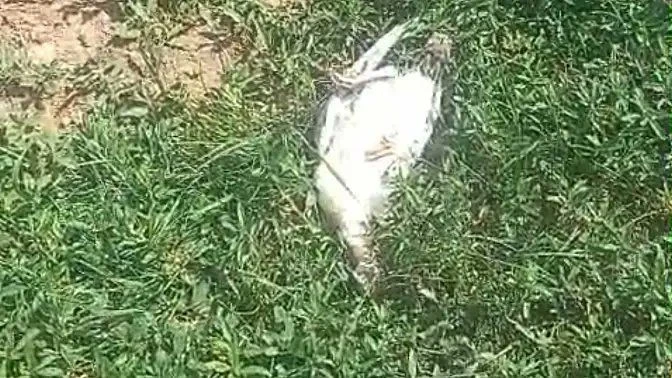 Ağrı’da başıboş köpekler dehşet saçtı: 25 hindi ve tavuk telef oldu
