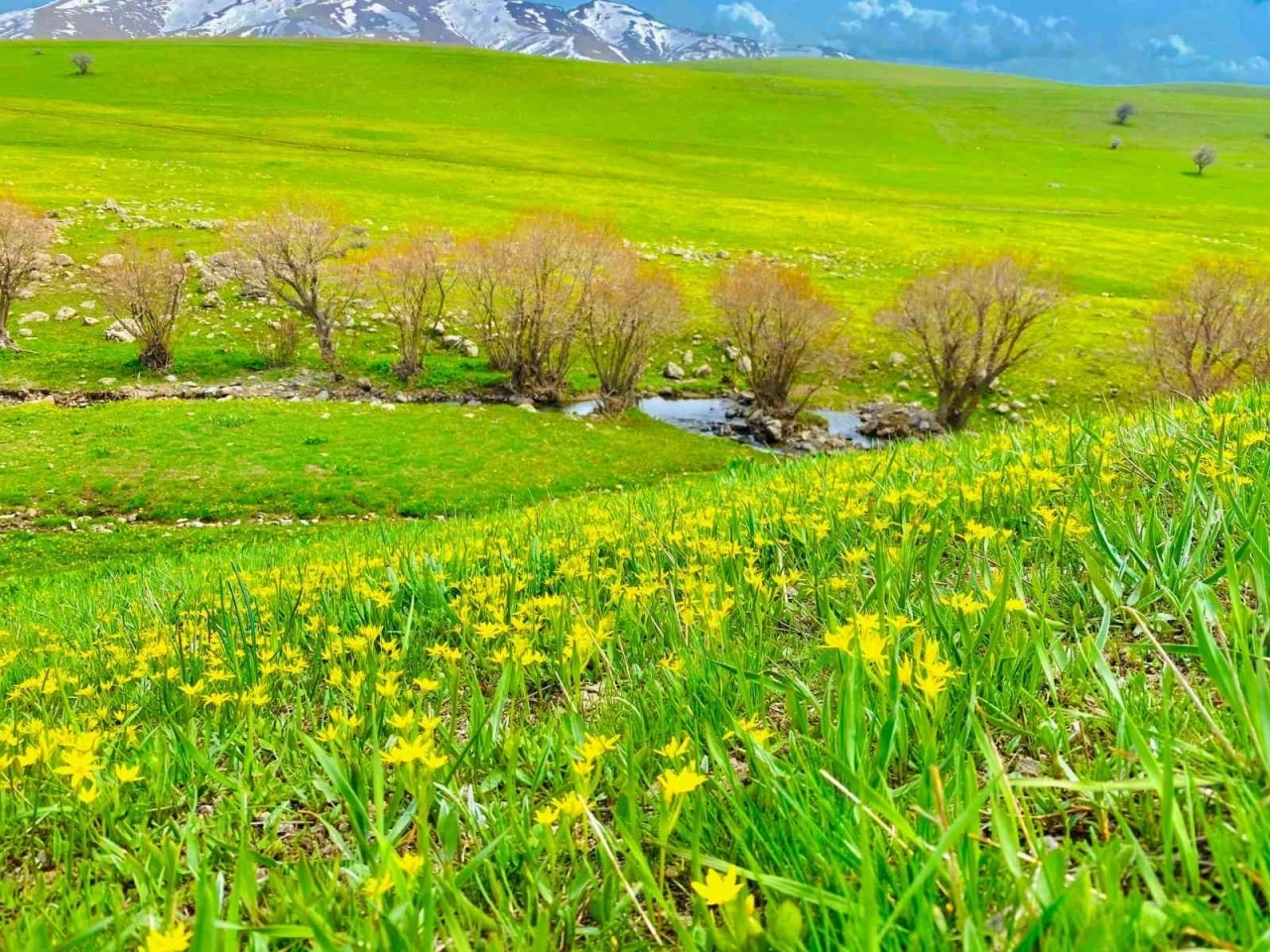 Ağrı’da doğanın renk cümbüşü göz kamaştırıyor
