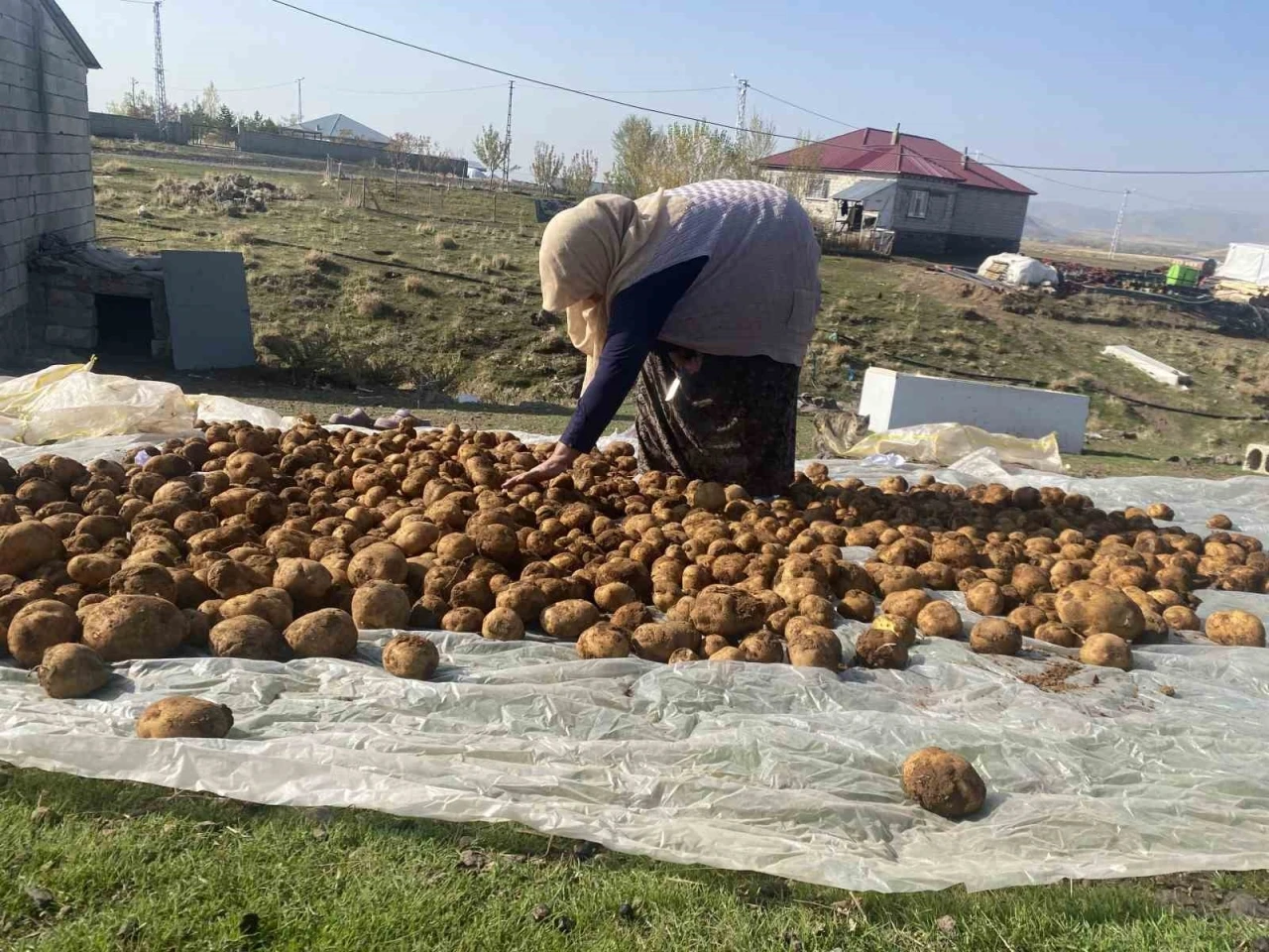 Ağrı’da kışlık patatesler geleneksel yöntemle toprağa gömülerek korunuyor
