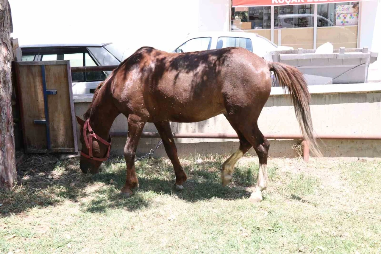 Ahırdan kaçan at ekiplere zor anlar yaşattı
