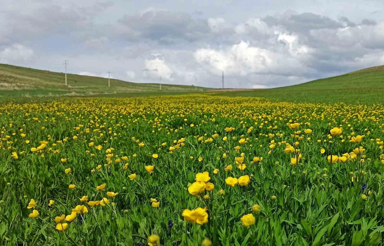 Ahlat’ta ovalar düğün çiçekleri ve mor sümbüllerle şenlendi
