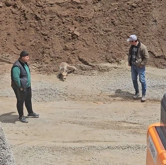Ahlat’ta tilki, pomza ocağının müdavimi oldu: Her gün işçilerin sofrasına konuk oluyor
