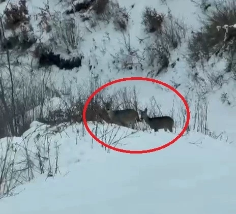 Akdağ&rsquo;da karacalar g&ouml;r&uuml;nt&uuml;lendi
