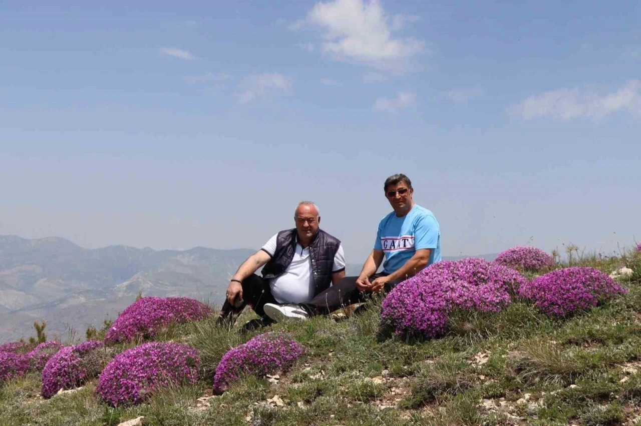 Akdağ’ın zirvesinde fuşya renkli görsel şölen
