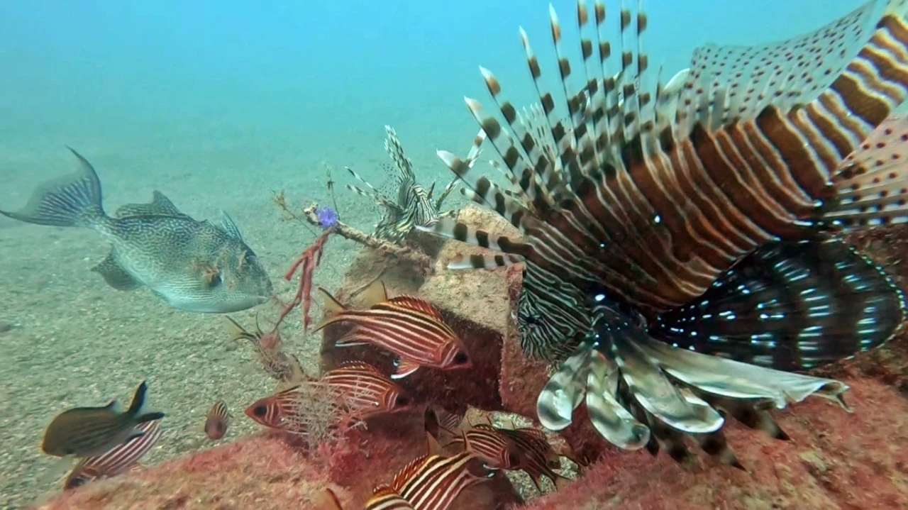 Akdeniz’de balıkların rekabeti: Kızıldeniz’den gelen balık türleri, yerli balıkları baskıladı
