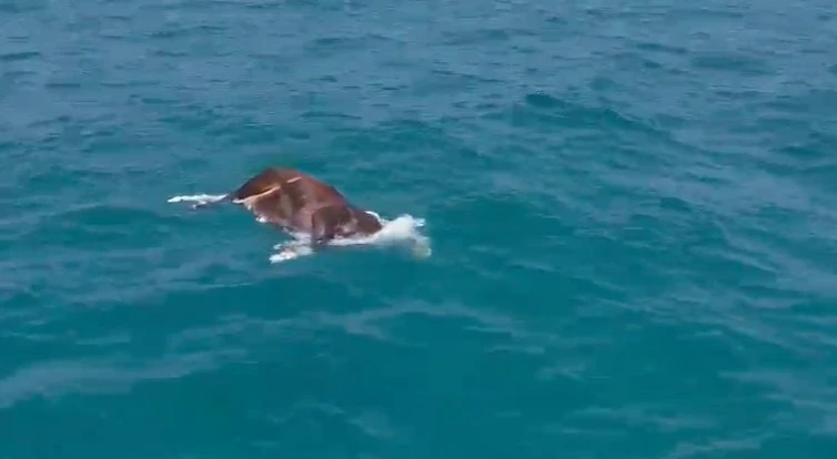 Alanya’da denizde ölü inek bulundu

