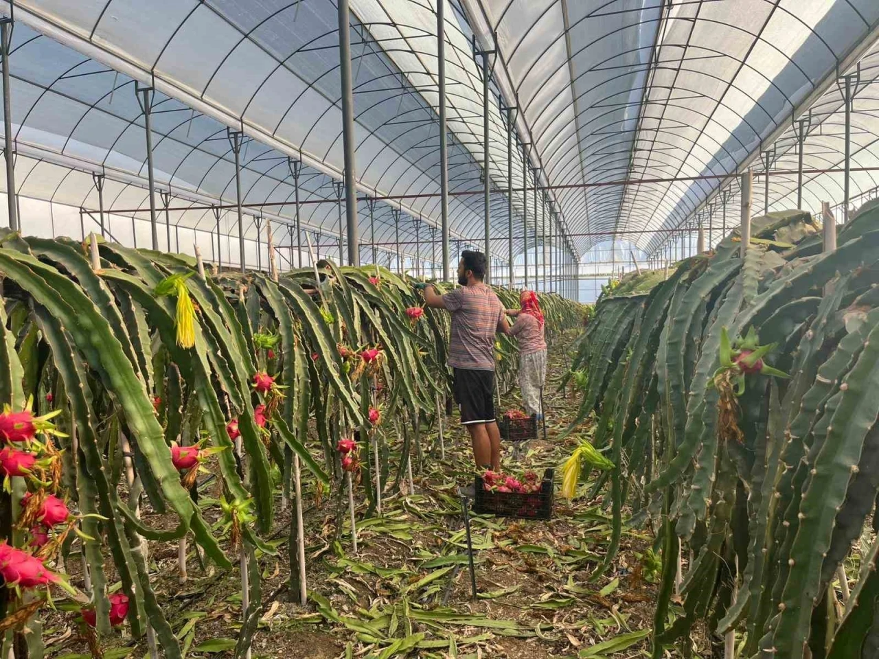 Alanya’da  seralarda ejder meyvesi hasadı başladı
