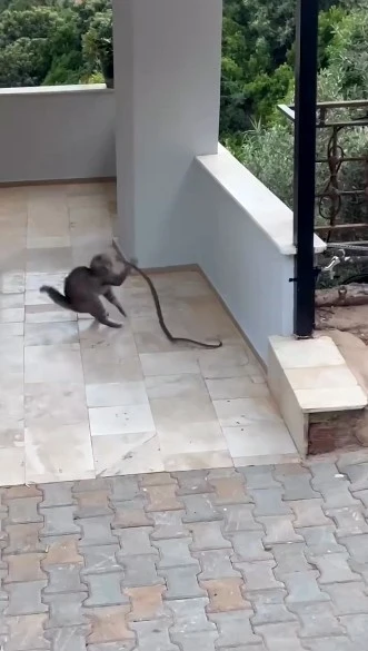 Alanya’da yılana kafa tutan kedi
