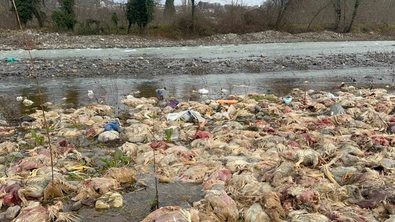 Alaplı&rsquo;da &ccedil;ay yatağında onlarca tavuk &ouml;l&uuml;s&uuml; bulundu
