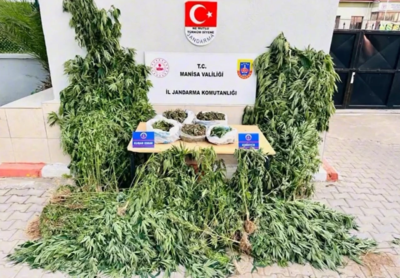 Alaşehir’de yasa dışı kenevir ekimine jandarma darbesi
