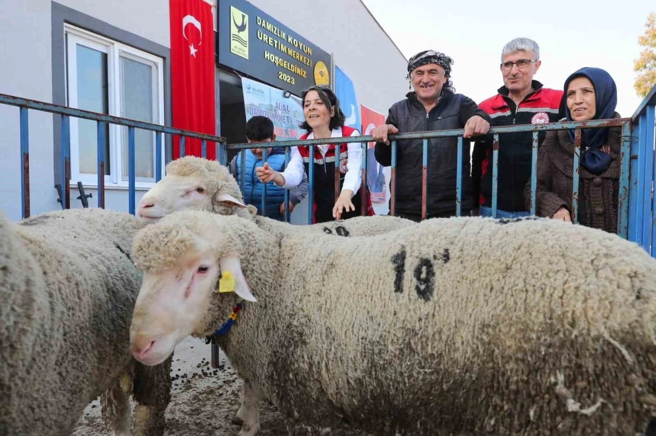 Aliağa Belediyesinden üreticiye damızlık koyun desteği