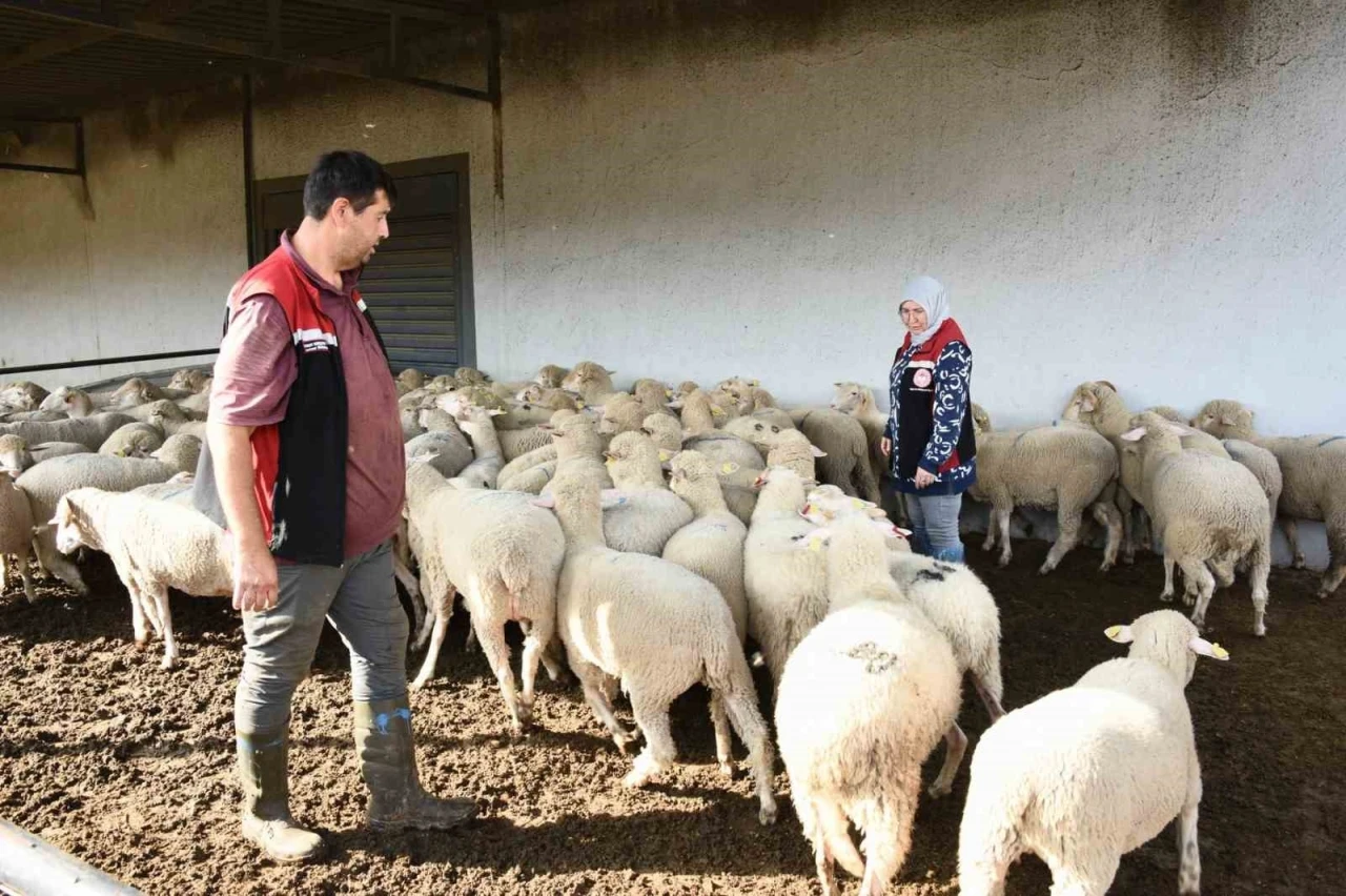 Aliağa’da hibe koyun ve koçlar üreticilere teslim edildi
