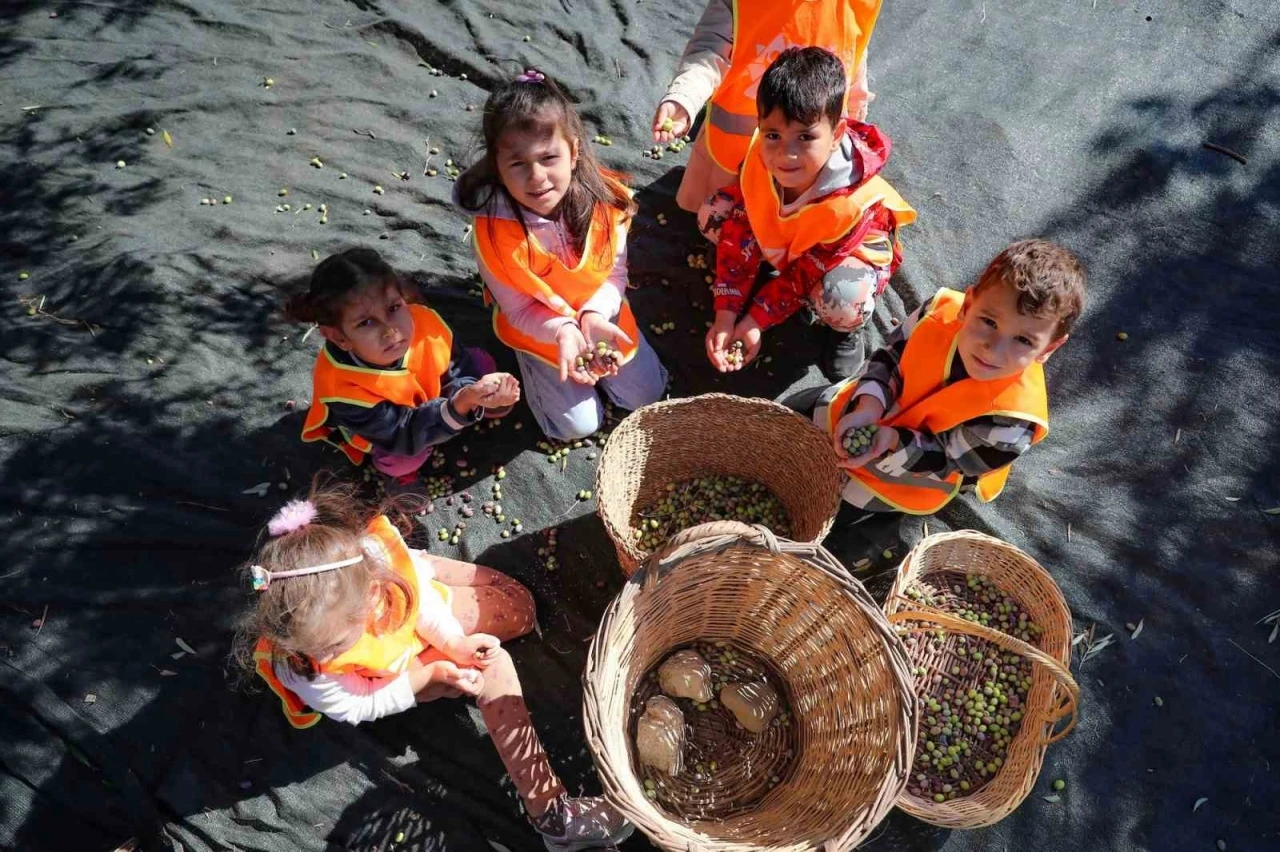 Aliağalı minik öğrenciler Şakran’da zeytin hasadı yaptı