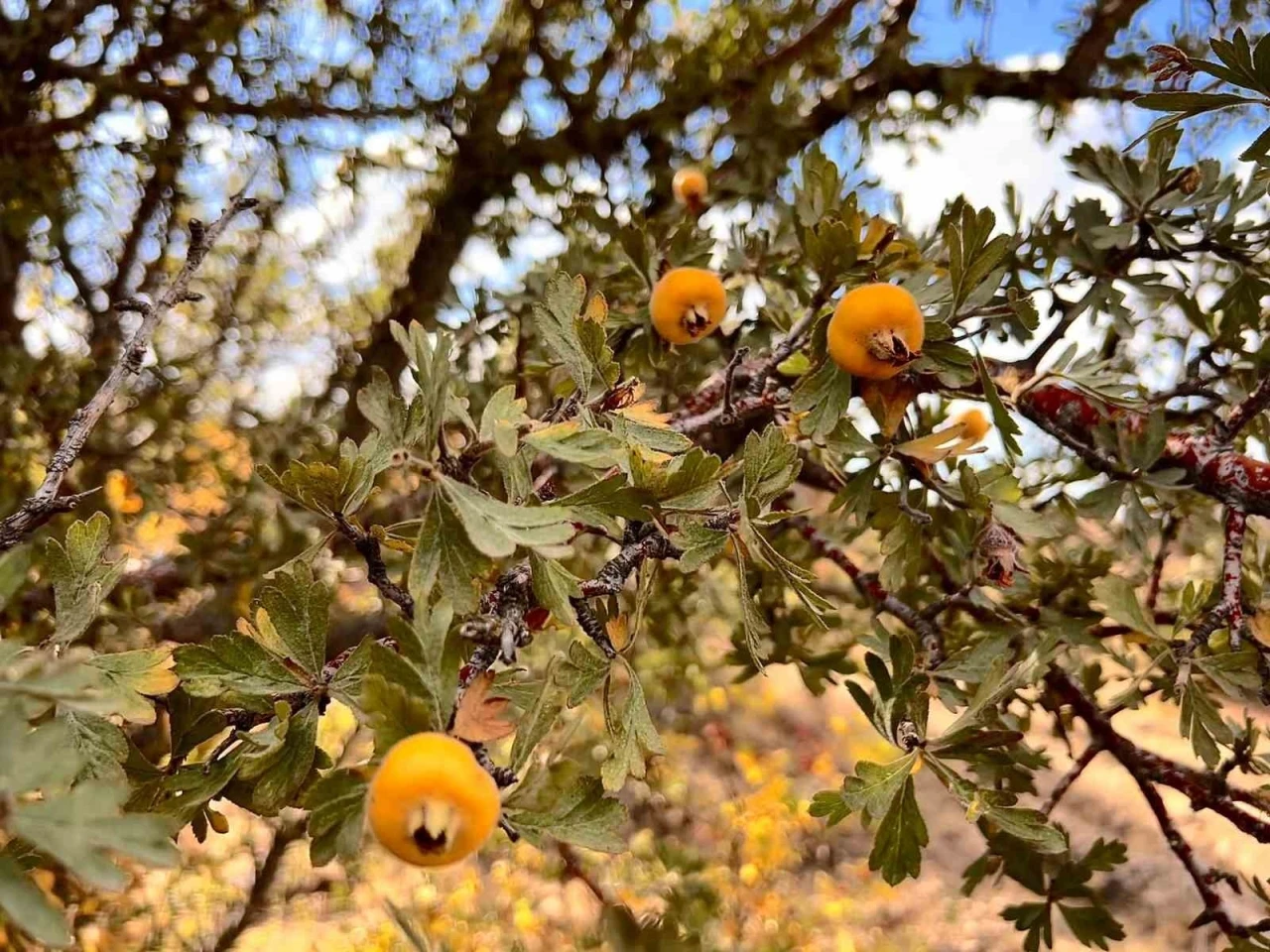 Alıç meyvesine vatandaşlar ilgi gösteriyor
