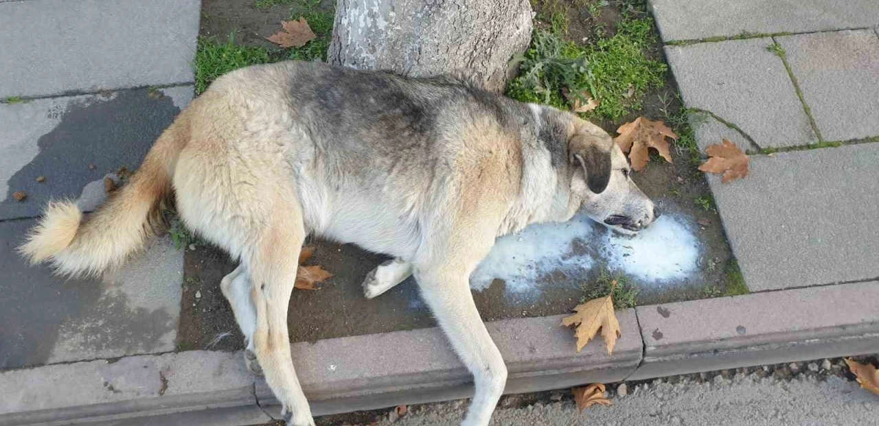 Amasya’da şehrin göbeğinde köpek ve kediler ölü bulundu
